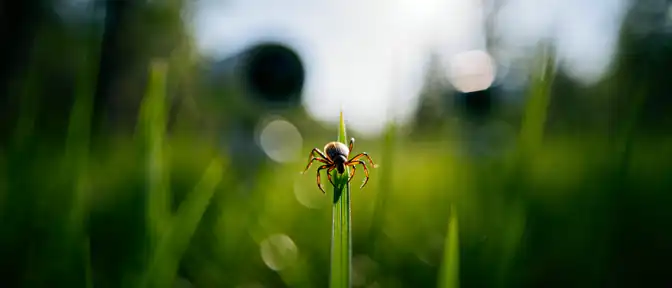Угроза из Поднебесной: почему российским регионам пока не стоит опасаться нового вируса ALTNV